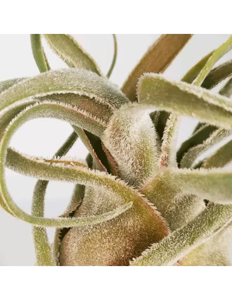 Tillandsia Seleriana Hybrid