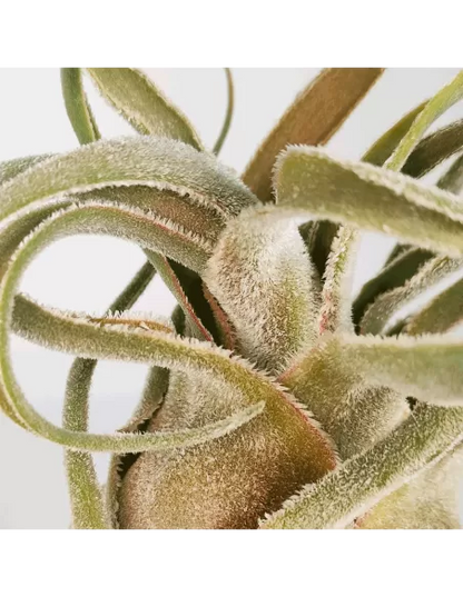 Tillandsia Seleriana Hybrid