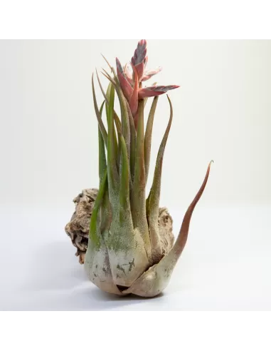Tillandsia Seleriana
