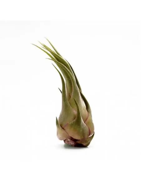 Tillandsia Seleriana