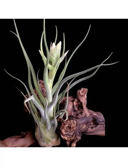 Tillandsia Seleriana