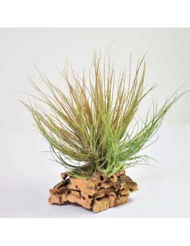 Tillandsia Pseudosetacea