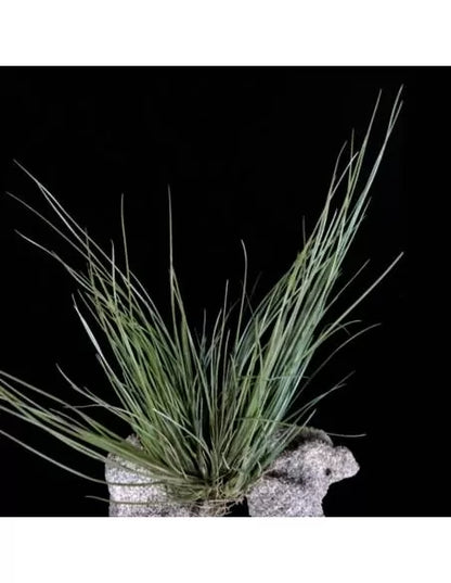Tillandsia Pseudosetacea