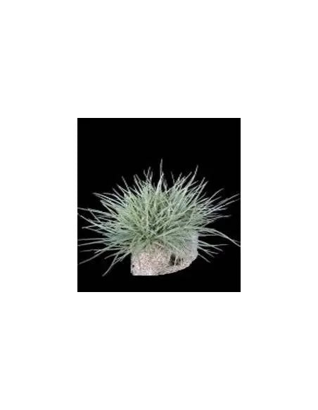 Tillandsia Setacea Pulk