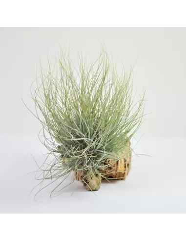 Tillandsia Setiformis Pulk