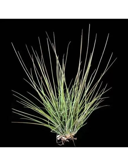 Tillandsia Setiformis Clump