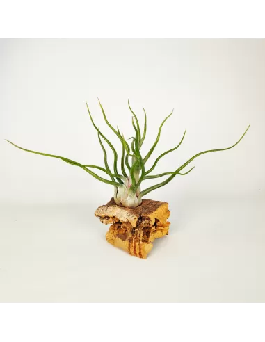 Tillandsia Showtime