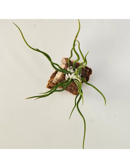 Tillandsia Showtime