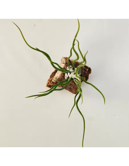 Tillandsia Showtime