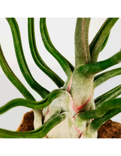 Tillandsia Showtime