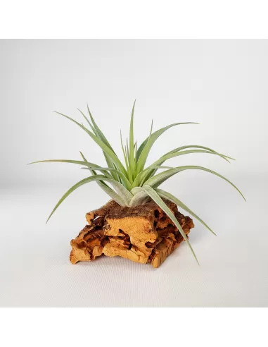 Tillandsia Singapore Sling