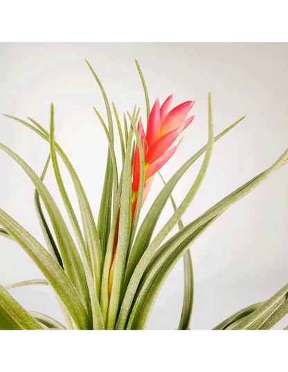 Tillandsia Singapore Sling