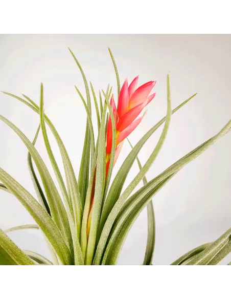 Tillandsia Singapore Sling