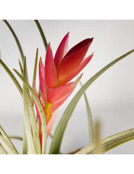 Tillandsia Singapore Sling