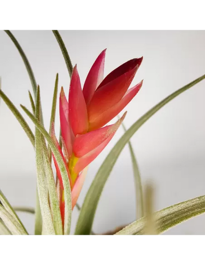 Tillandsia Singapore Sling