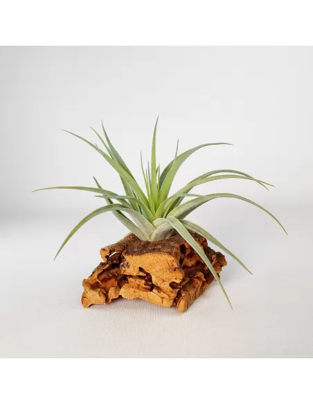 Tillandsia Singapore Sling