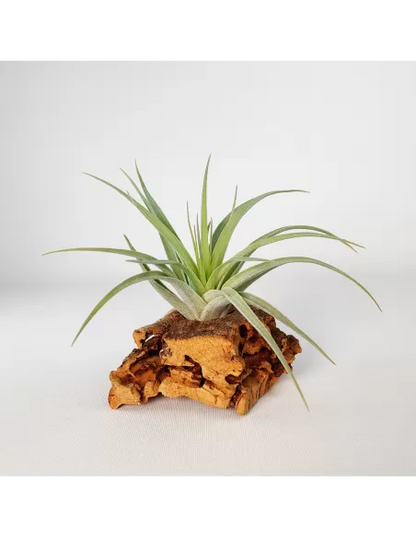 Tillandsia Singapore Sling