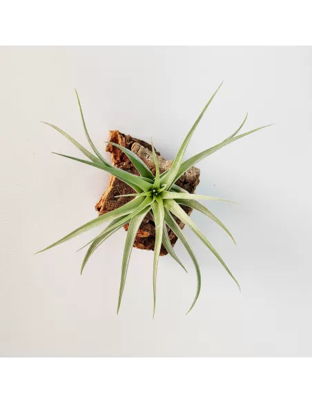 Tillandsia Singapore Sling