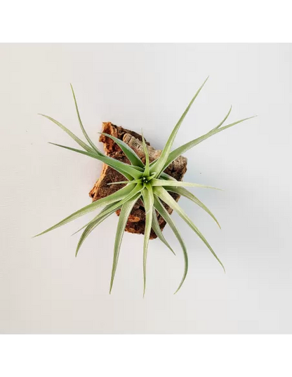 Tillandsia Singapore Sling