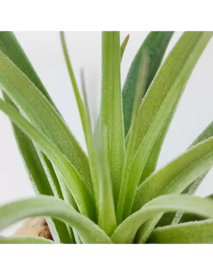 Tillandsia Singapore Sling