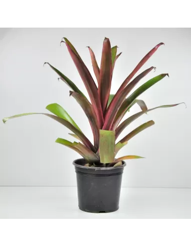 Tillandsia Somnians