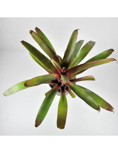 Tillandsia Somnians