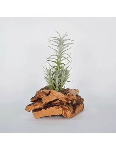 Tillandsia Stellifera pulk