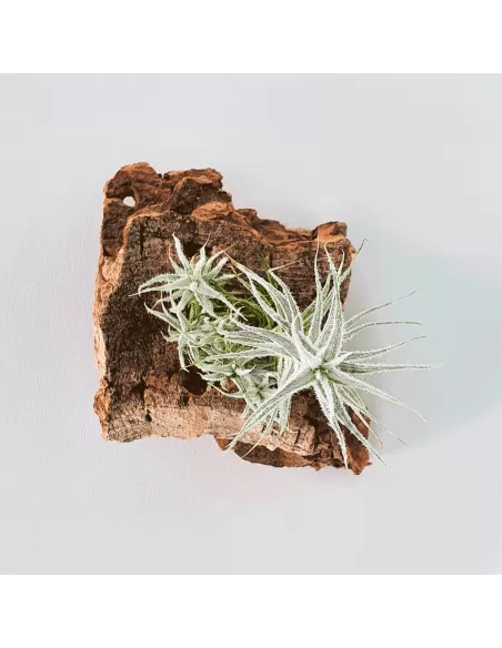 Tillandsia Stellifera pulk