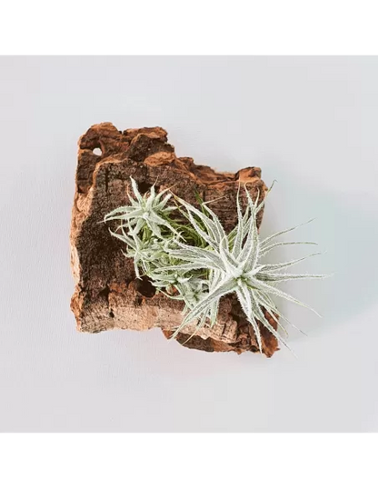 Tillandsia Stellifera pulk