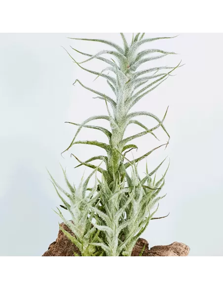 Tillandsia Stellifera pulk
