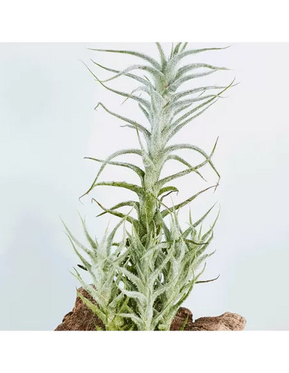 Tillandsia Stellifera pulk