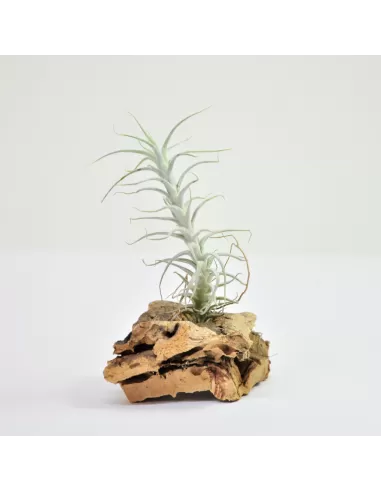 Tillandsia Stellifera