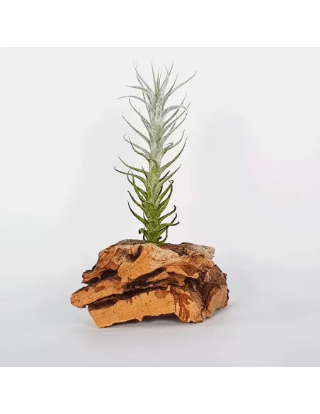 Tillandsia Stellifera