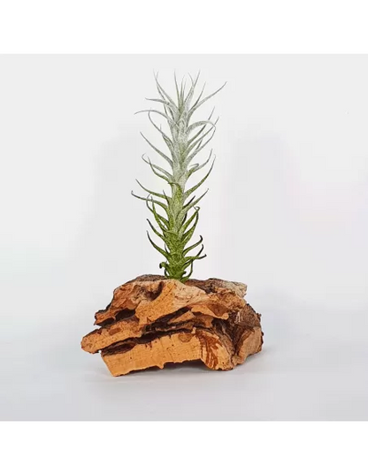 Tillandsia Stellifera