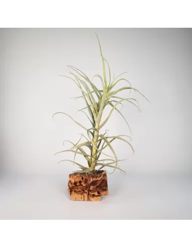 Tillandsia Straminea Apurimac