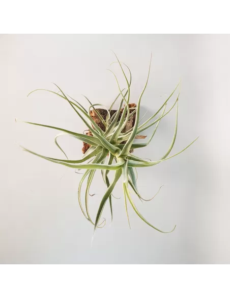Tillandsia Straminea Apurimac