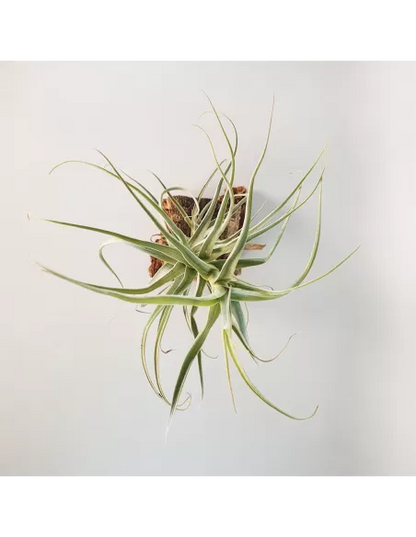 Tillandsia Straminea Apurimac
