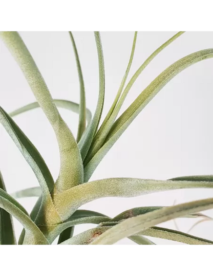 Tillandsia Straminea Apurimac