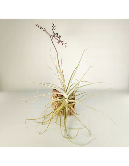 Tillandsia Straminea x Mallemonti XL