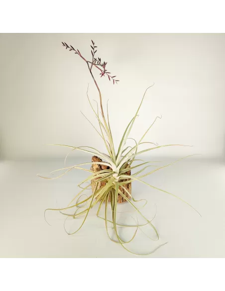 Tillandsia Straminea x Mallemonti XL