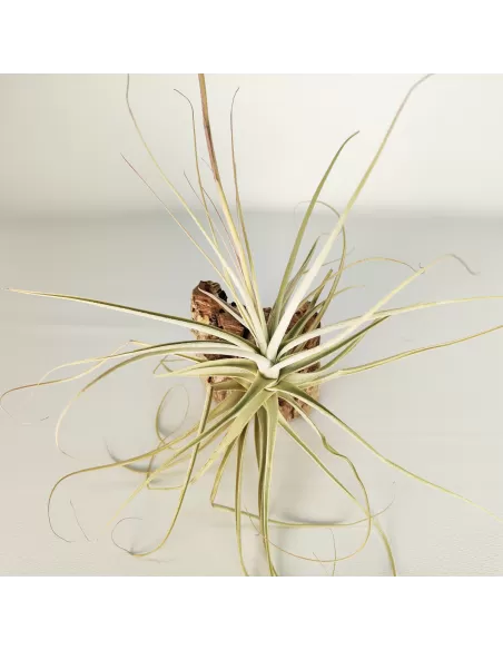 Tillandsia Straminea x Mallemonti XL