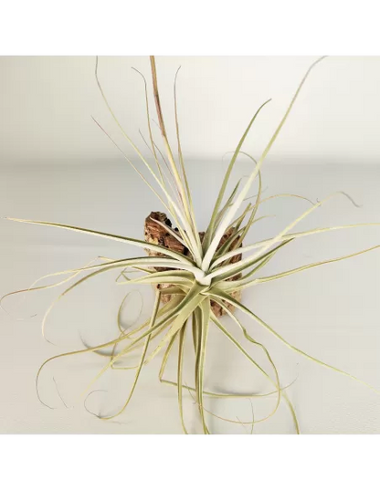 Tillandsia Straminea x Mallemonti XL