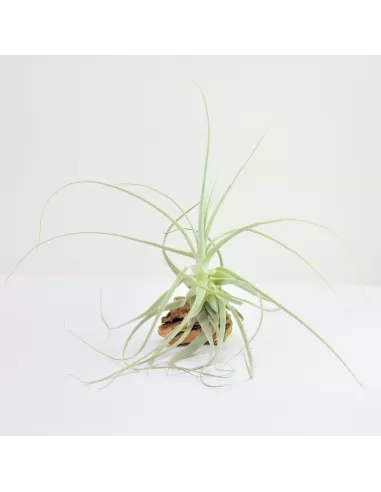 Tillandsia Straminea