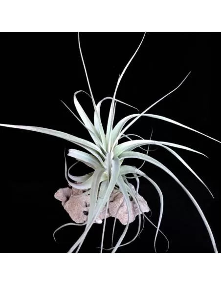 Tillandsia Straminea