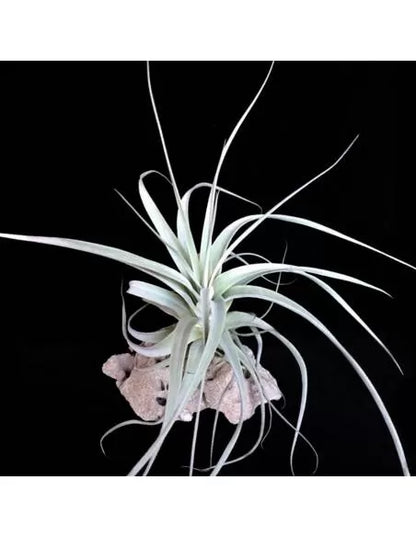 Tillandsia Straminea