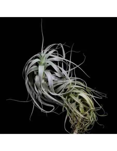 Tillandsia Straminea