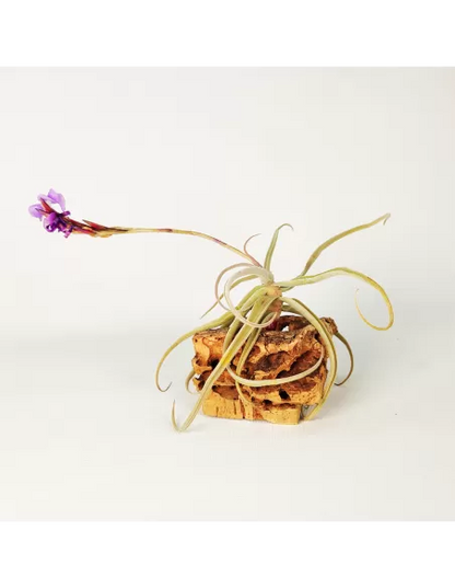 Tillandsia Streptocarpa