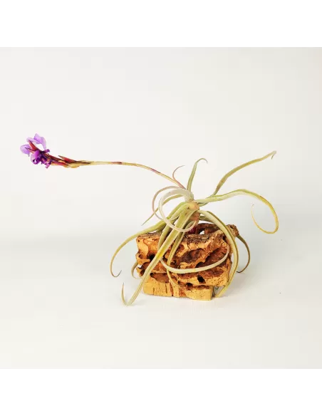 Tillandsia Streptocarpa