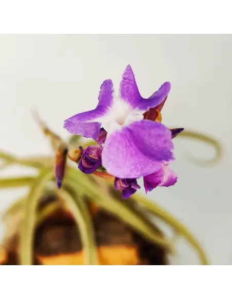 Tillandsia Streptocarpa