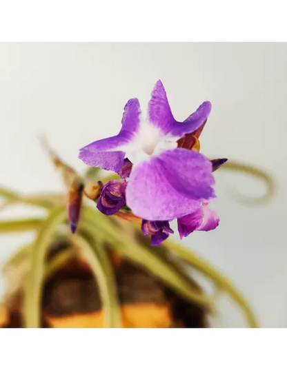 Tillandsia Streptocarpa